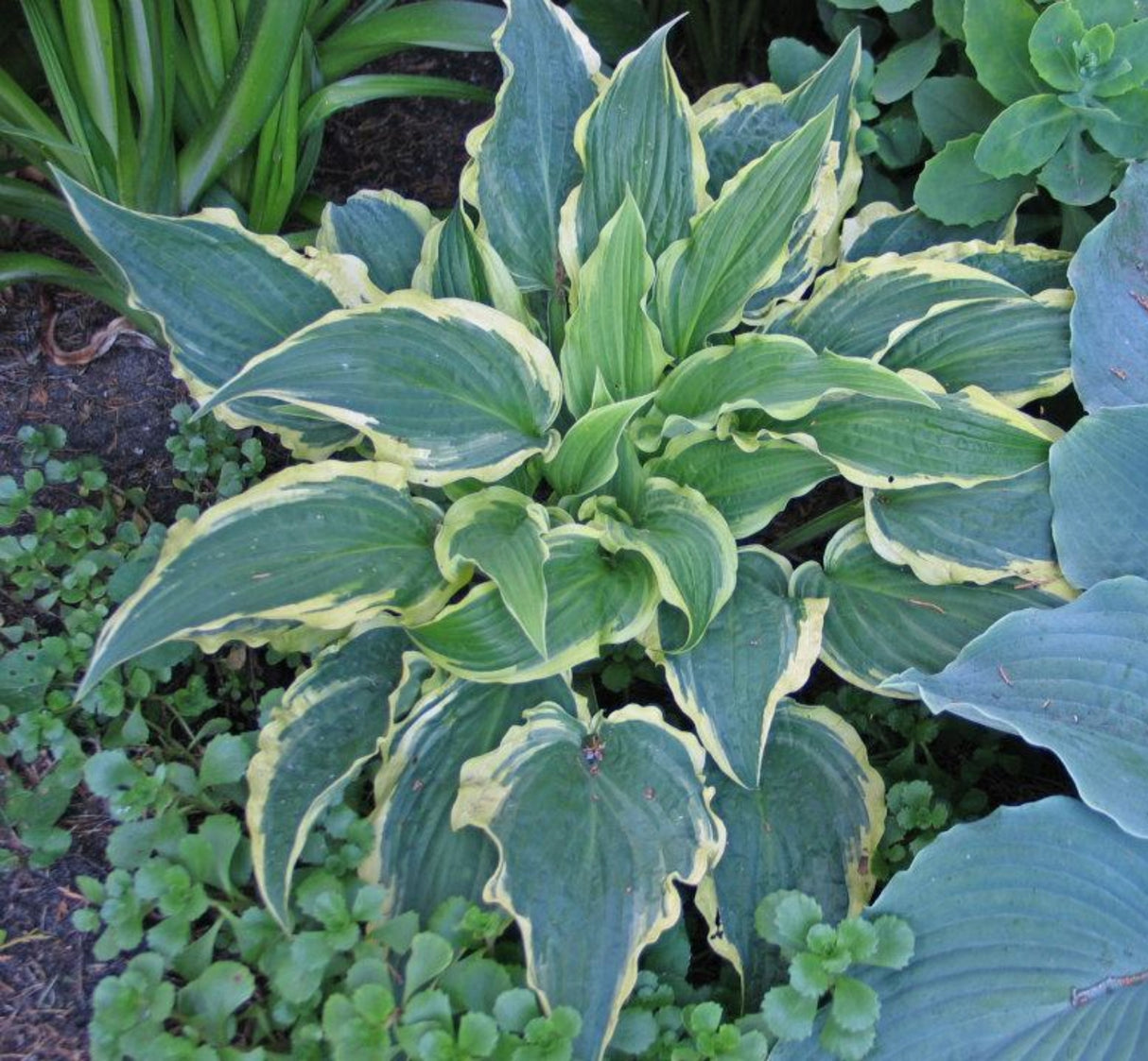 Leather and Lace Hosta