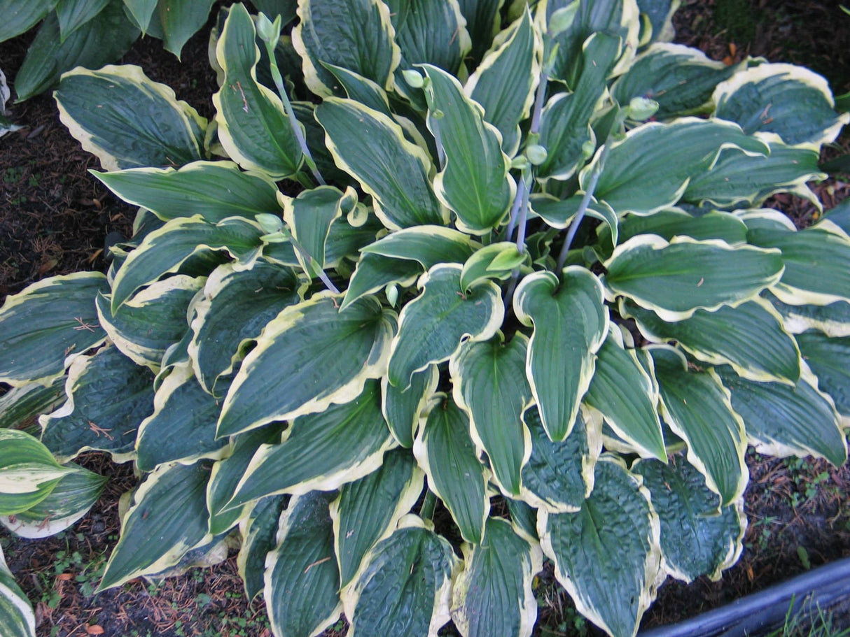 Leather and Lace Hosta