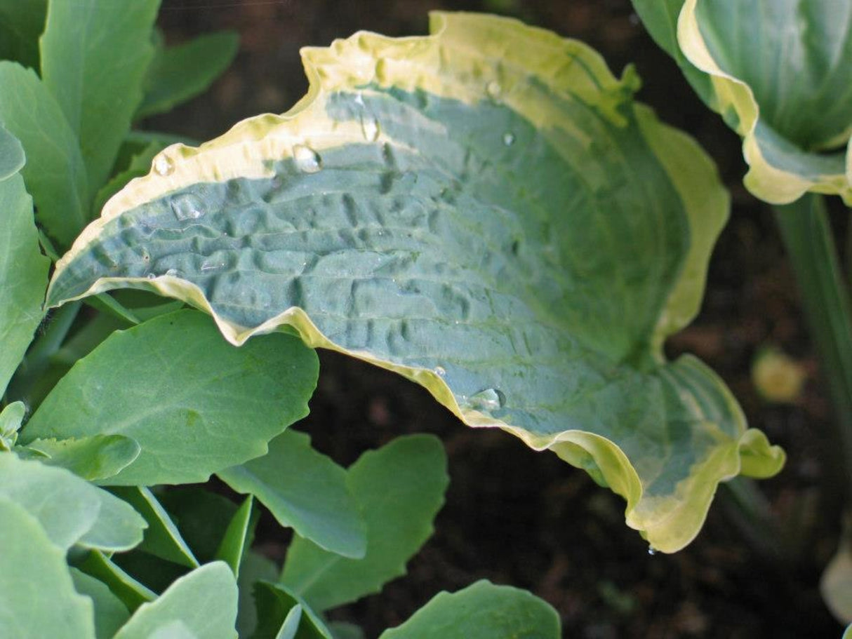 Leather and Lace Hosta