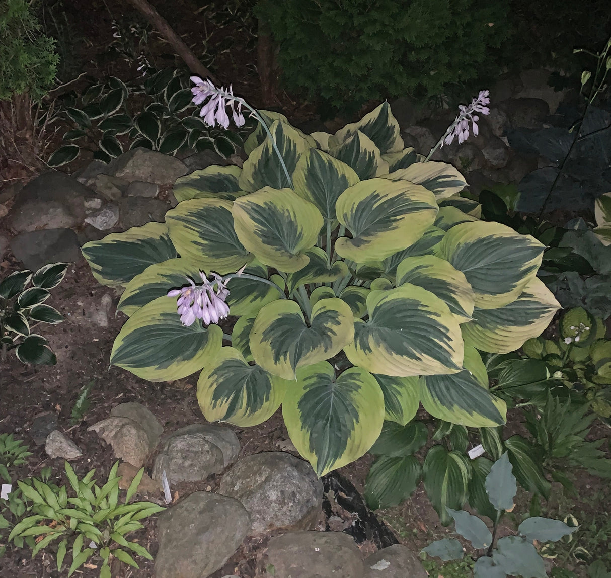 Liberty PP12531 Hosta