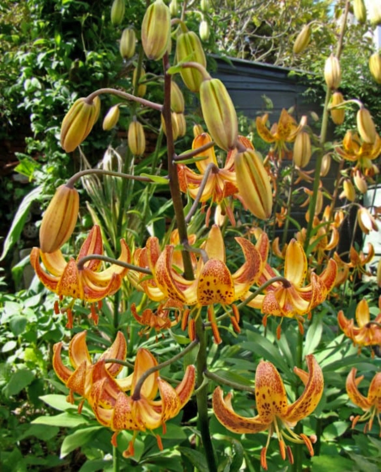 'Sunny Morning' Martagon Lily