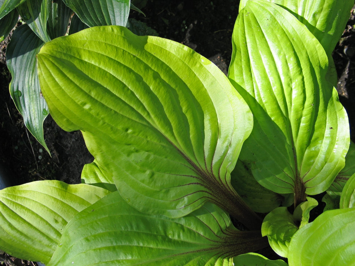 Lipstick Sunset Hosta