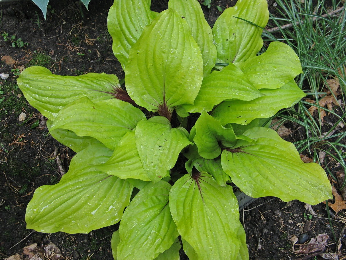 Lipstick Sunset Hosta