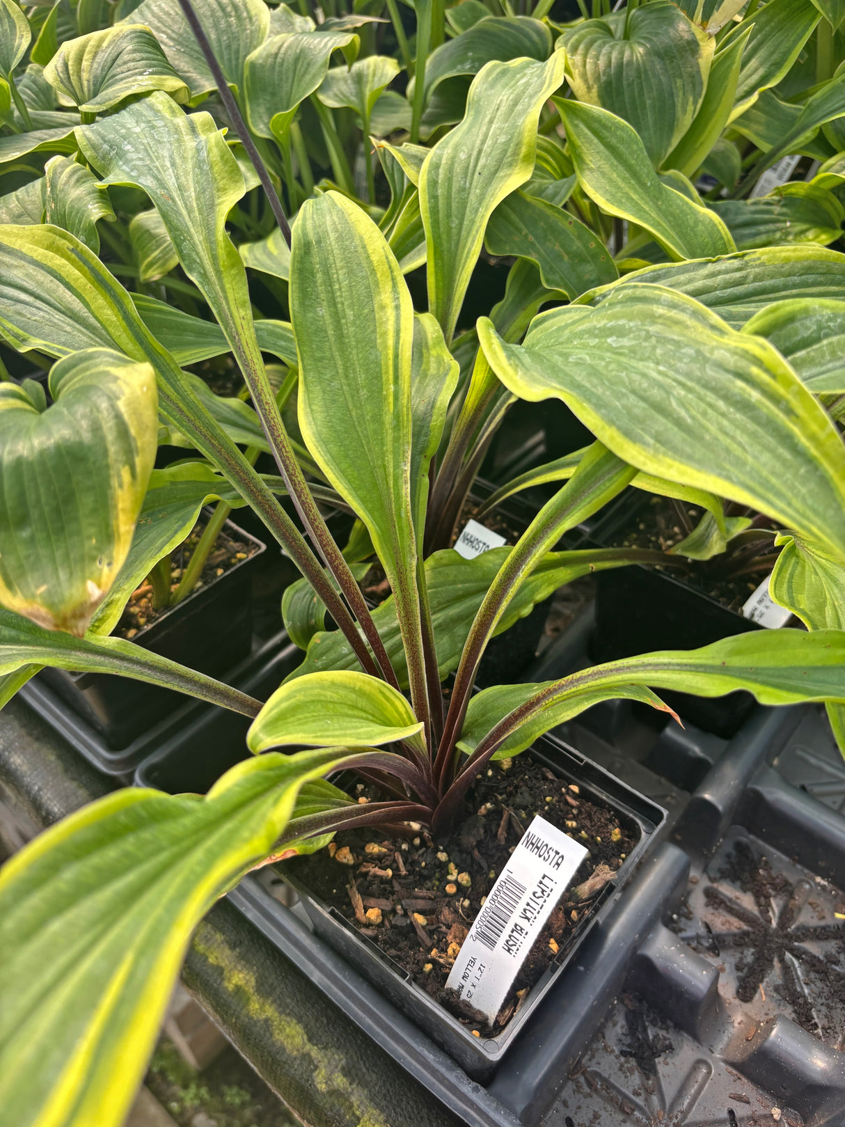 Lipstick Blush Hosta