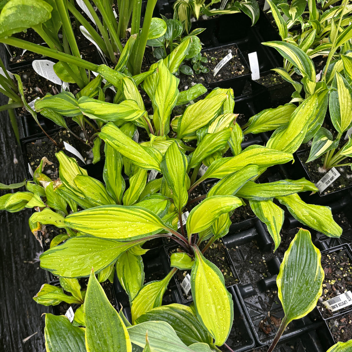 Lipstick Kiss Hosta