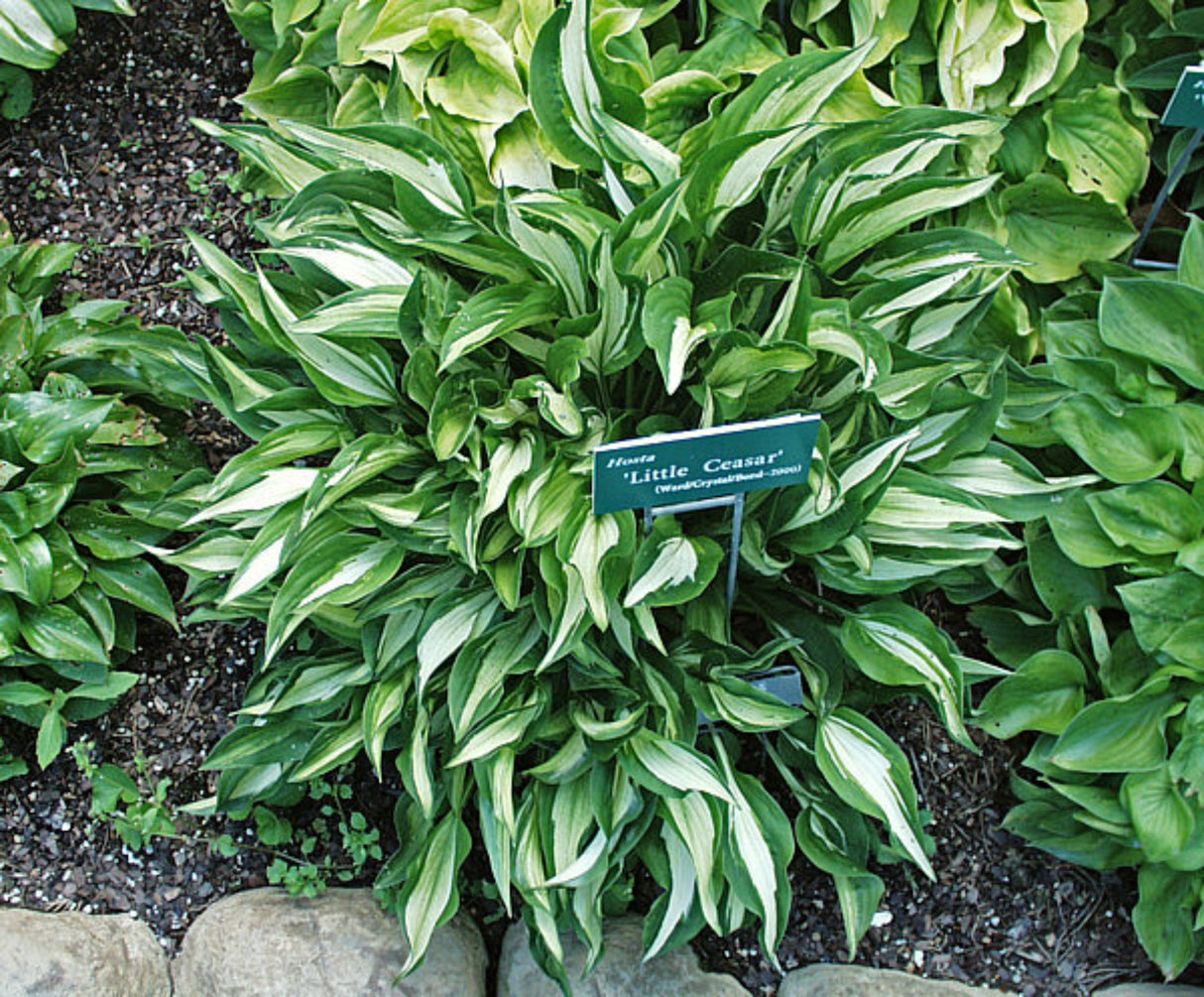 Little Caesar Hosta