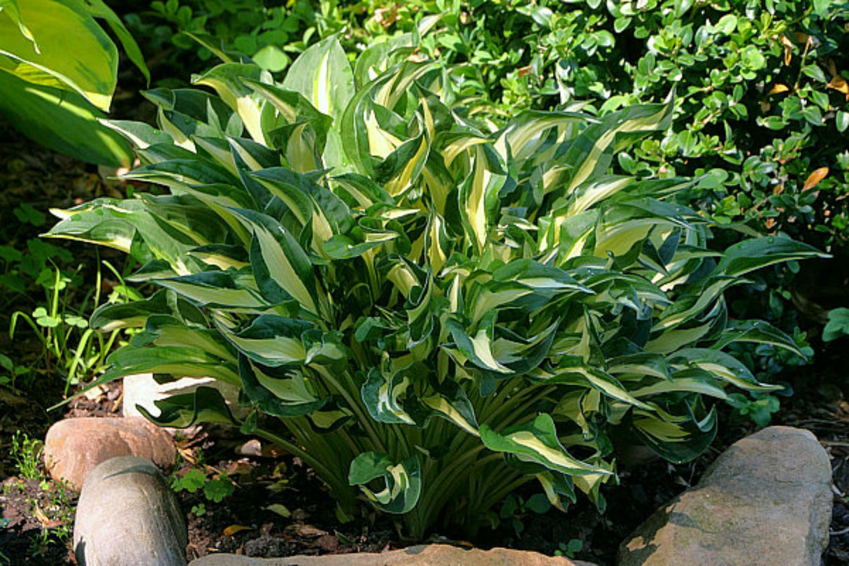 Little Caesar Hosta