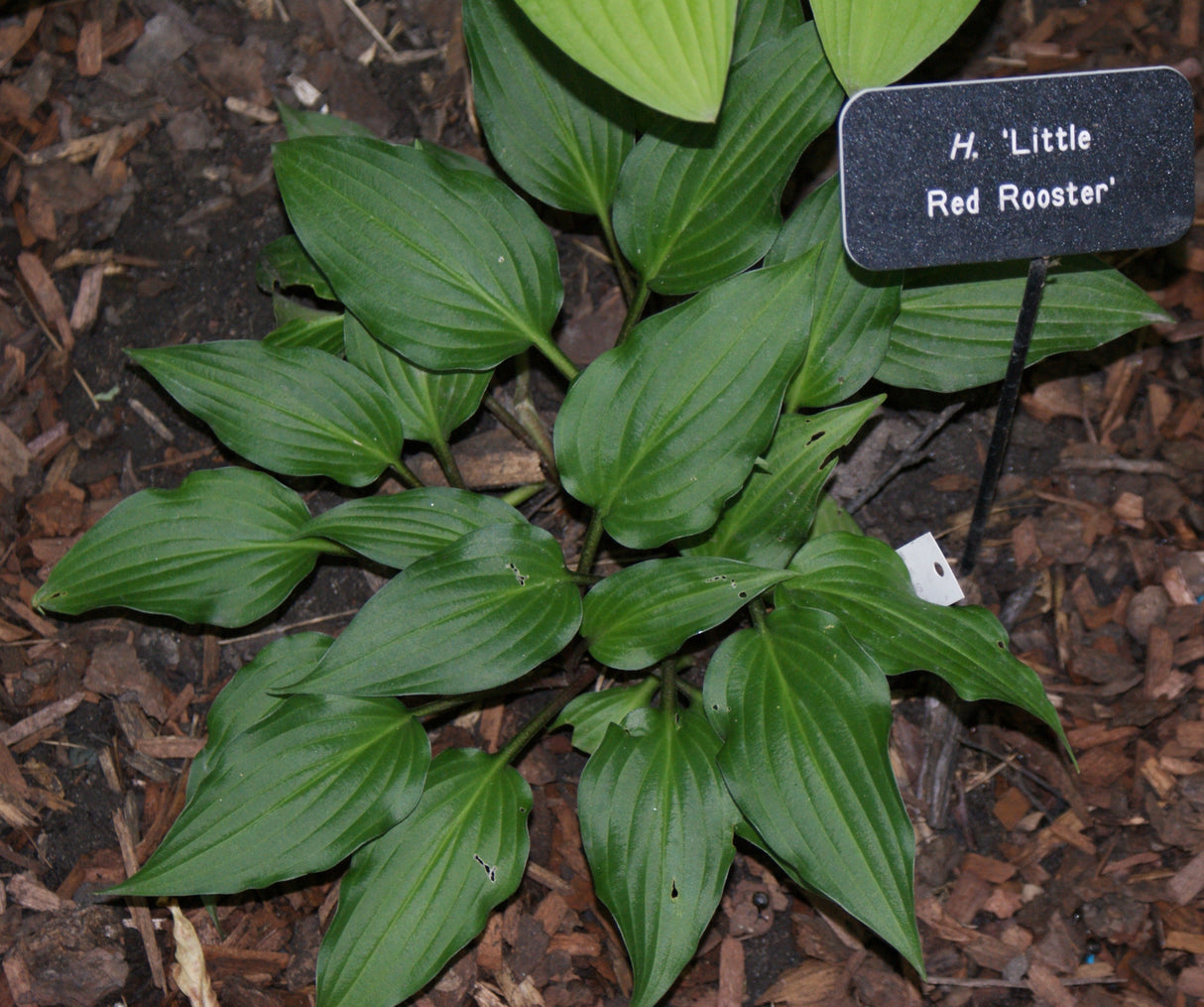 Little Red Rooster Hosta