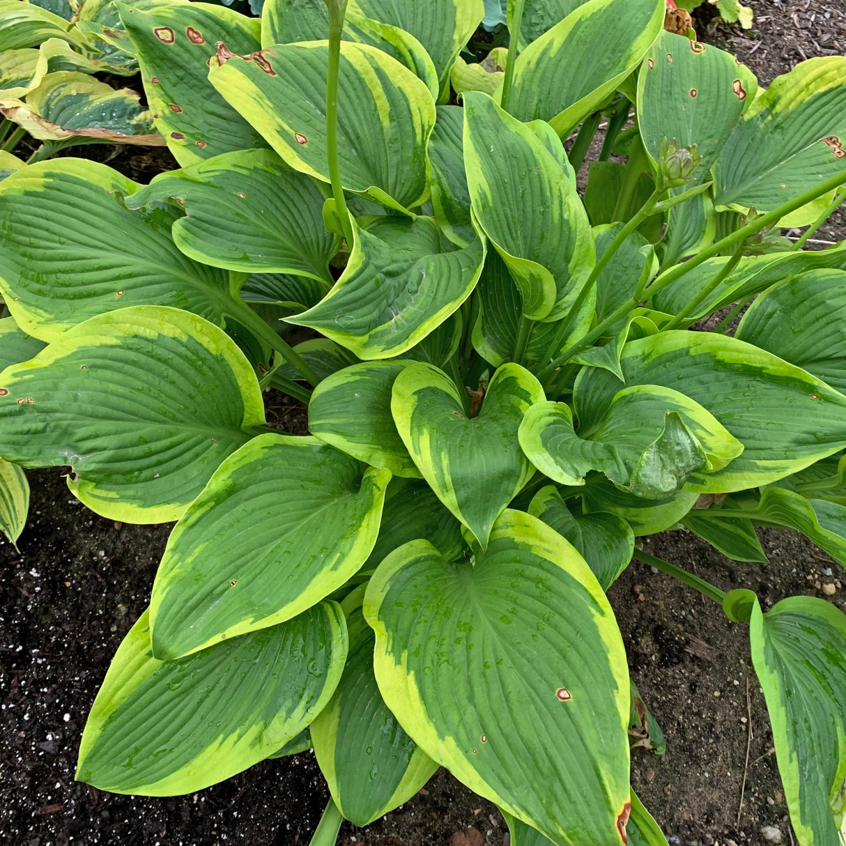 Lone Star PP35324 Hosta