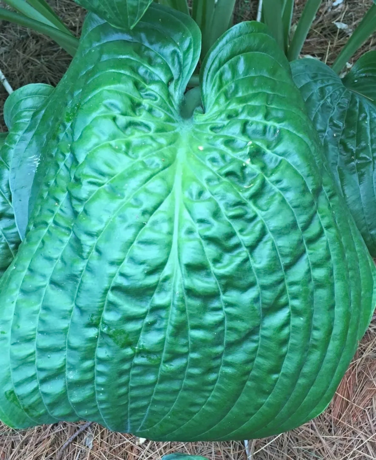 Lord Puckersheen Hosta