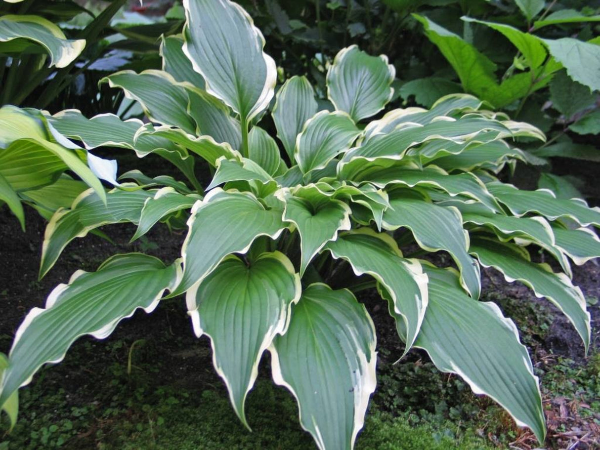 Louie Louie Hosta