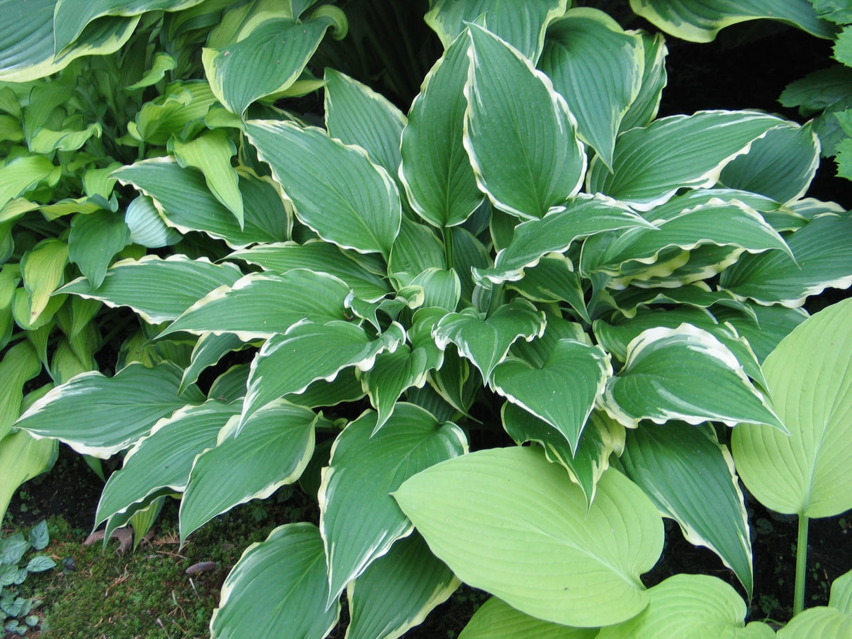 Louie Louie Hosta
