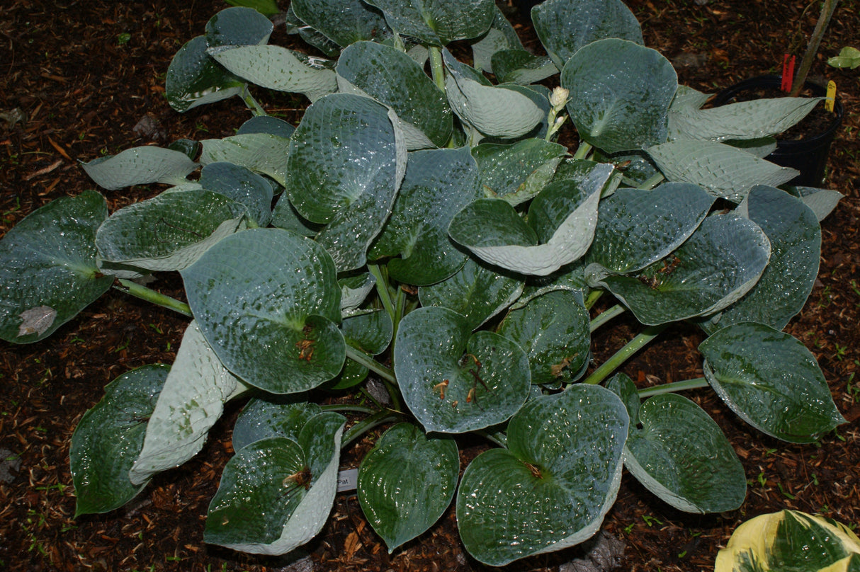 Love Pat Hosta - 4.5 Inch Container