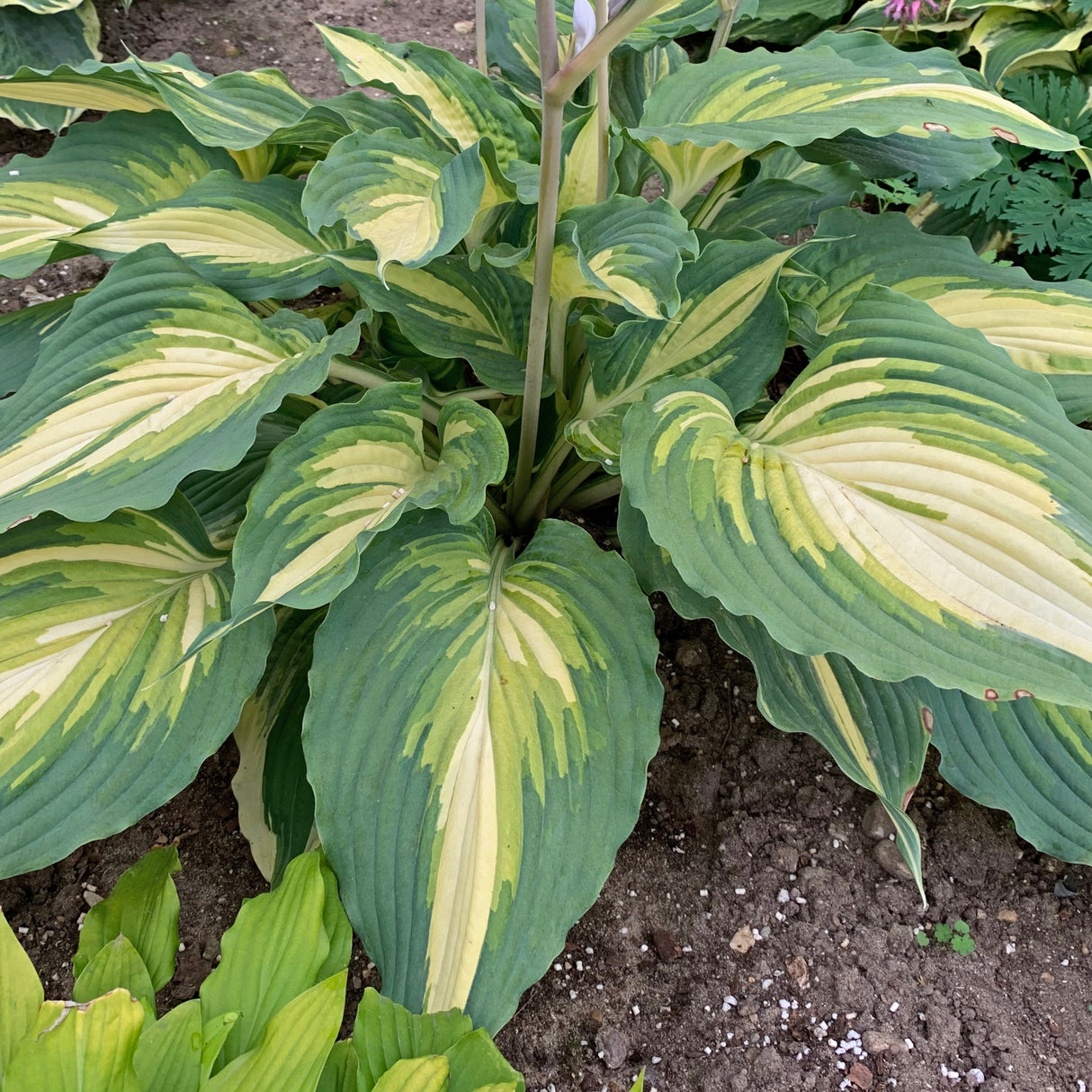 Love Story PP34224 Hosta