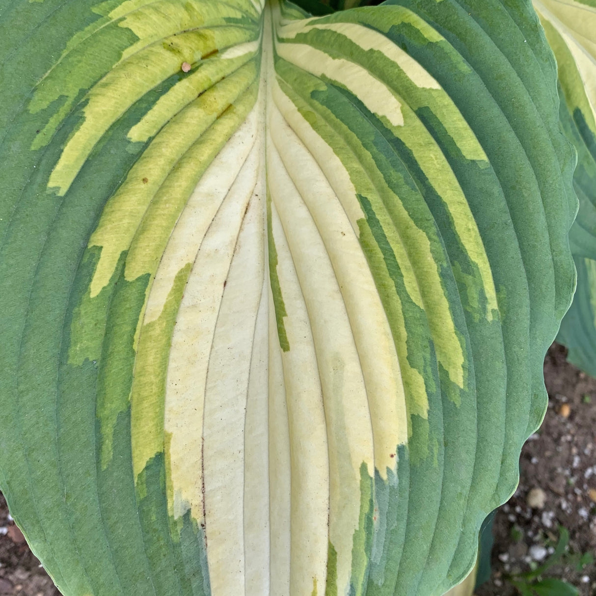 Love Story PP34224 Hosta