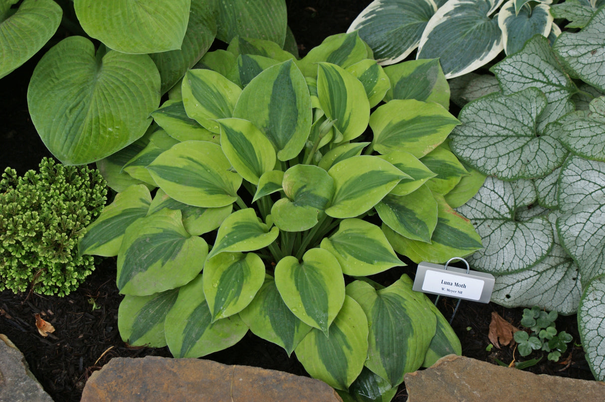 Luna Moth Hosta