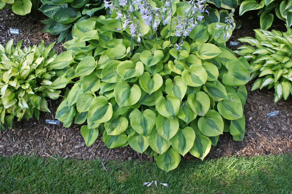 Luna Moth Hosta