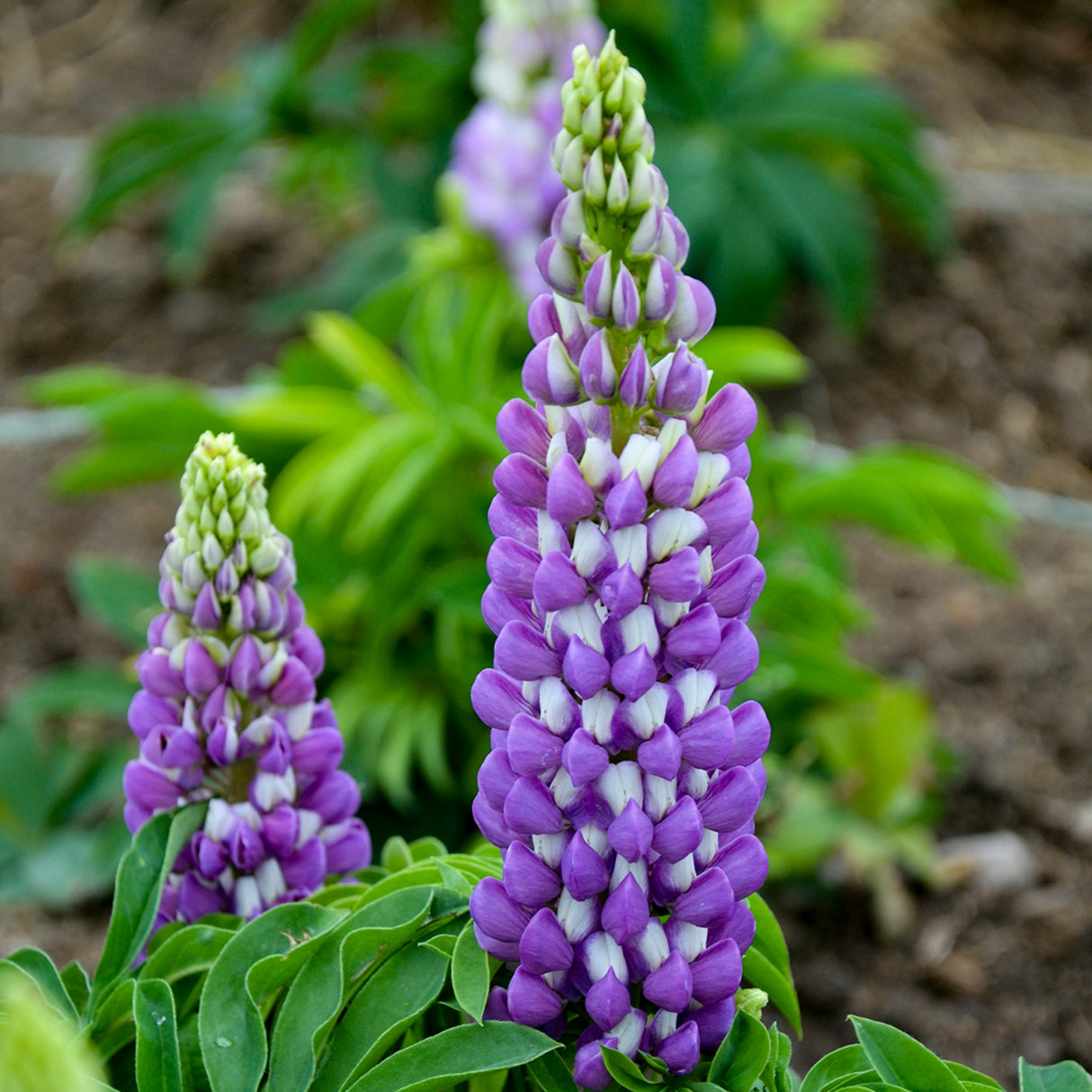 Lupinus p. MINI GALLERY Series - Blue Bicolor