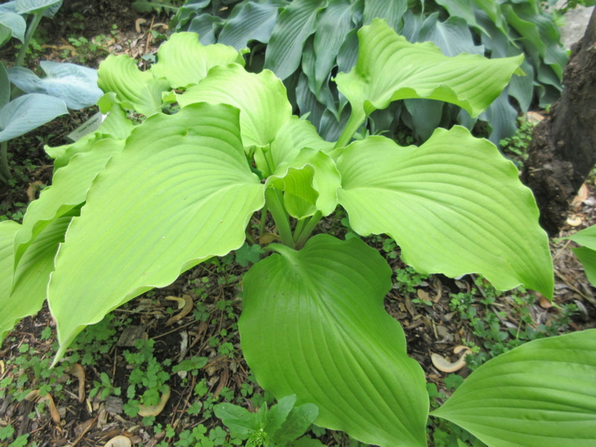 Lust in the Dust Hosta