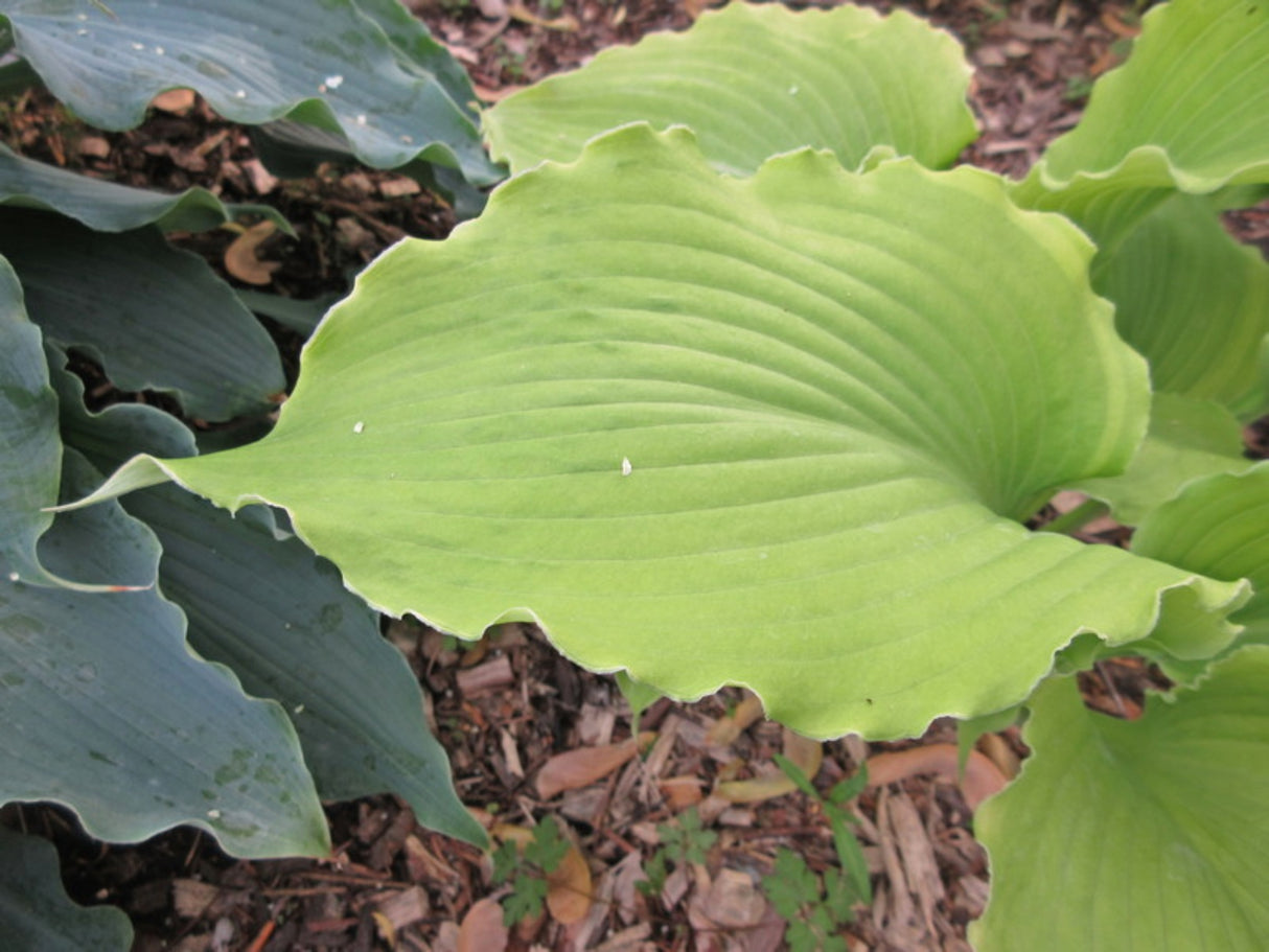 Lust in the Dust Hosta