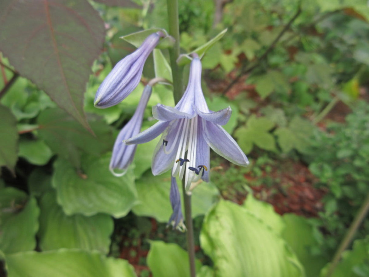 Lust in the Dust Hosta