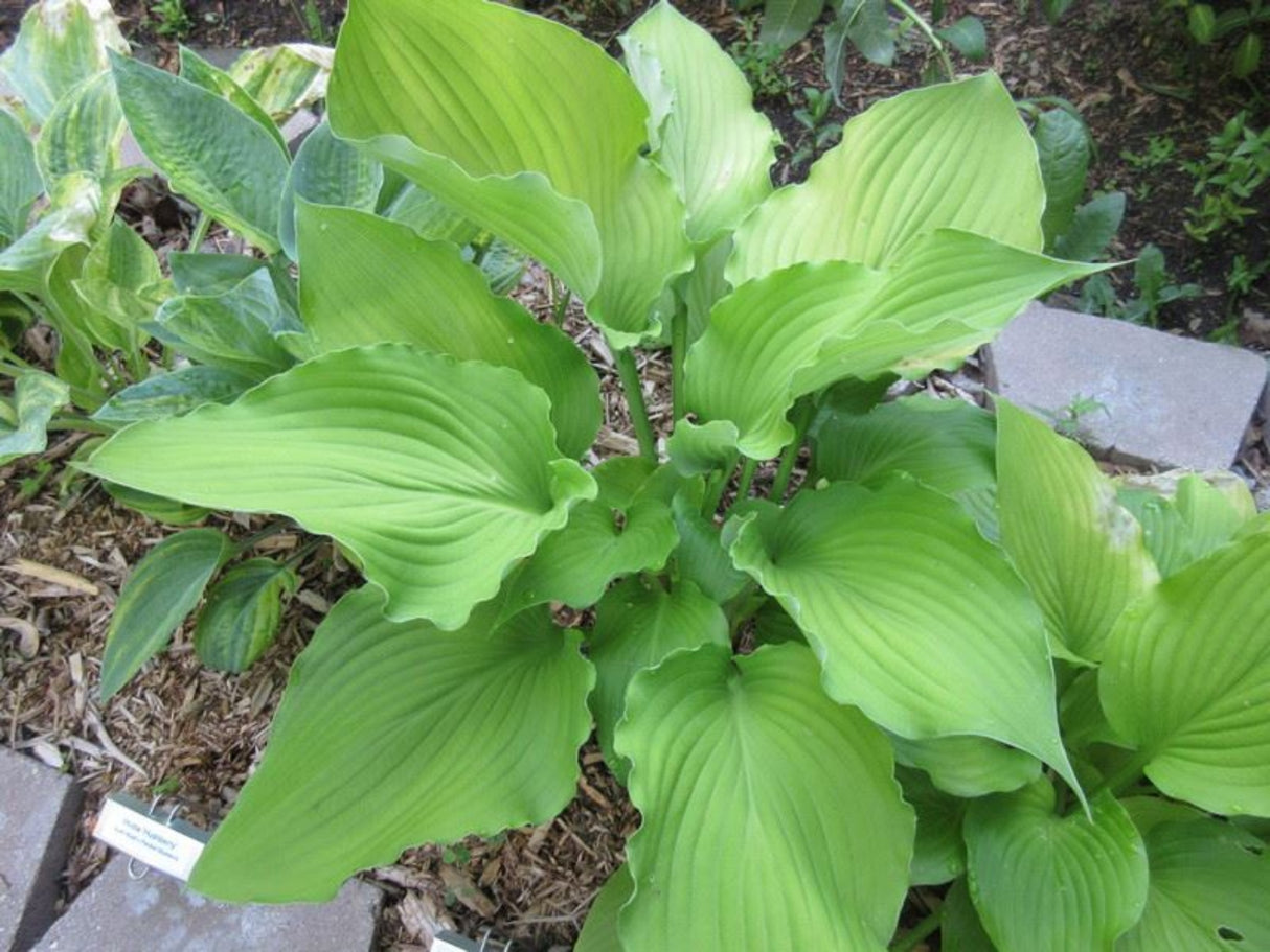 Lust in the Dust Hosta