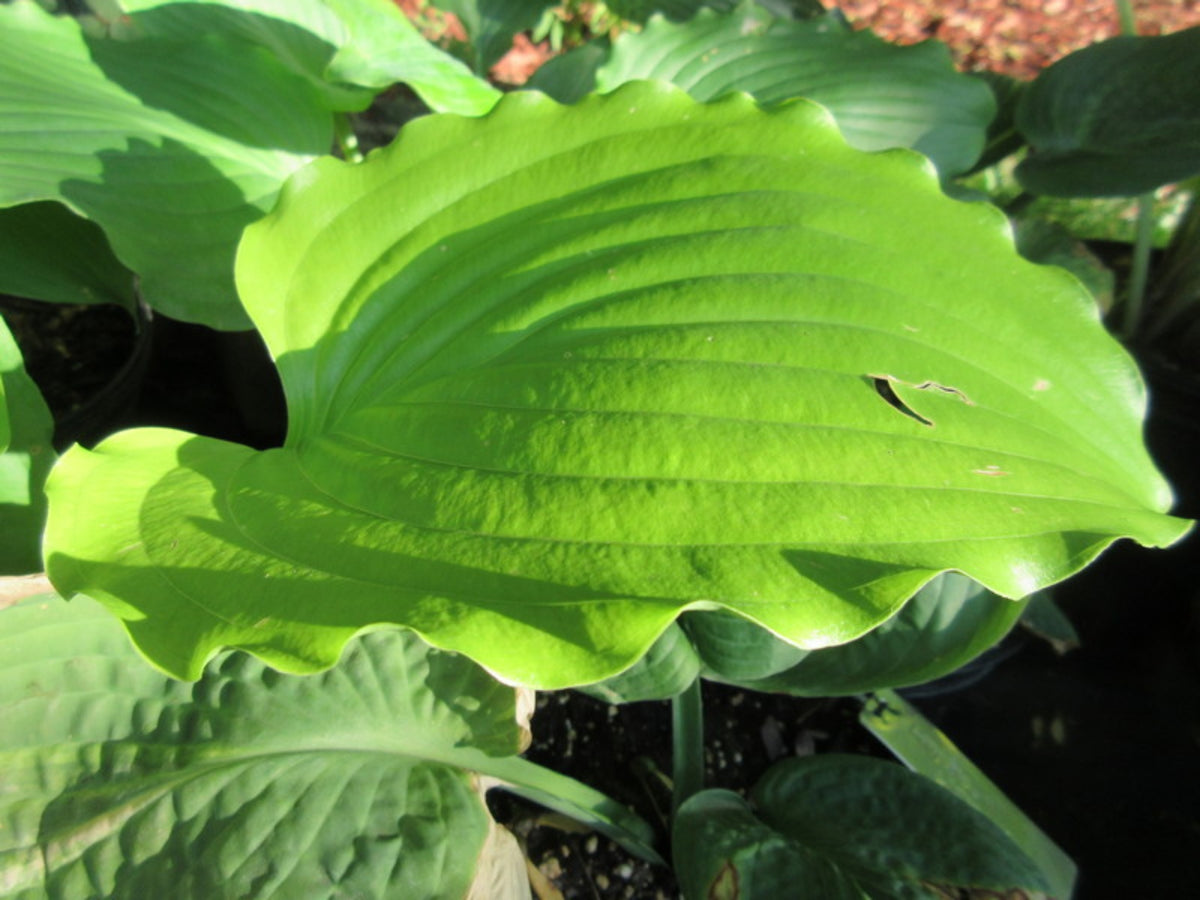 Maize Maze Hosta