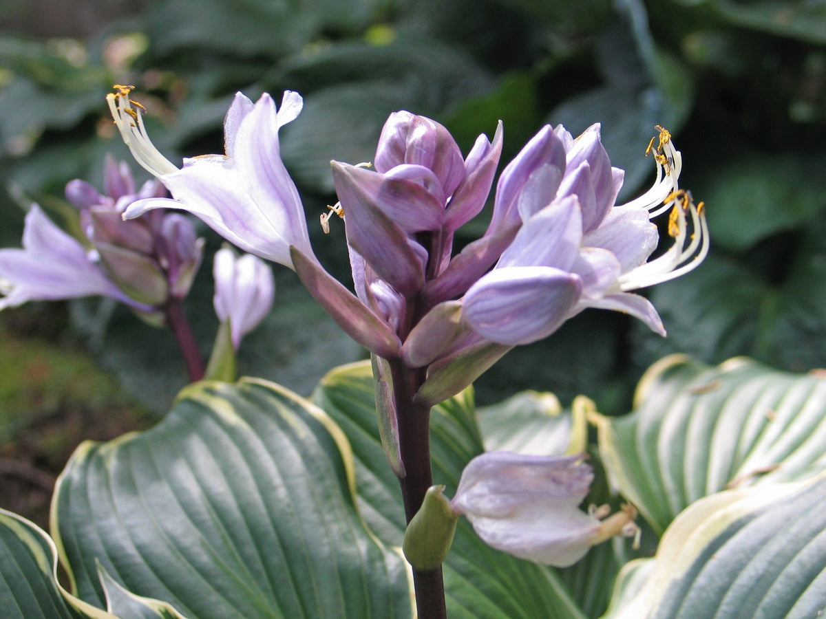 Making Waves Hosta