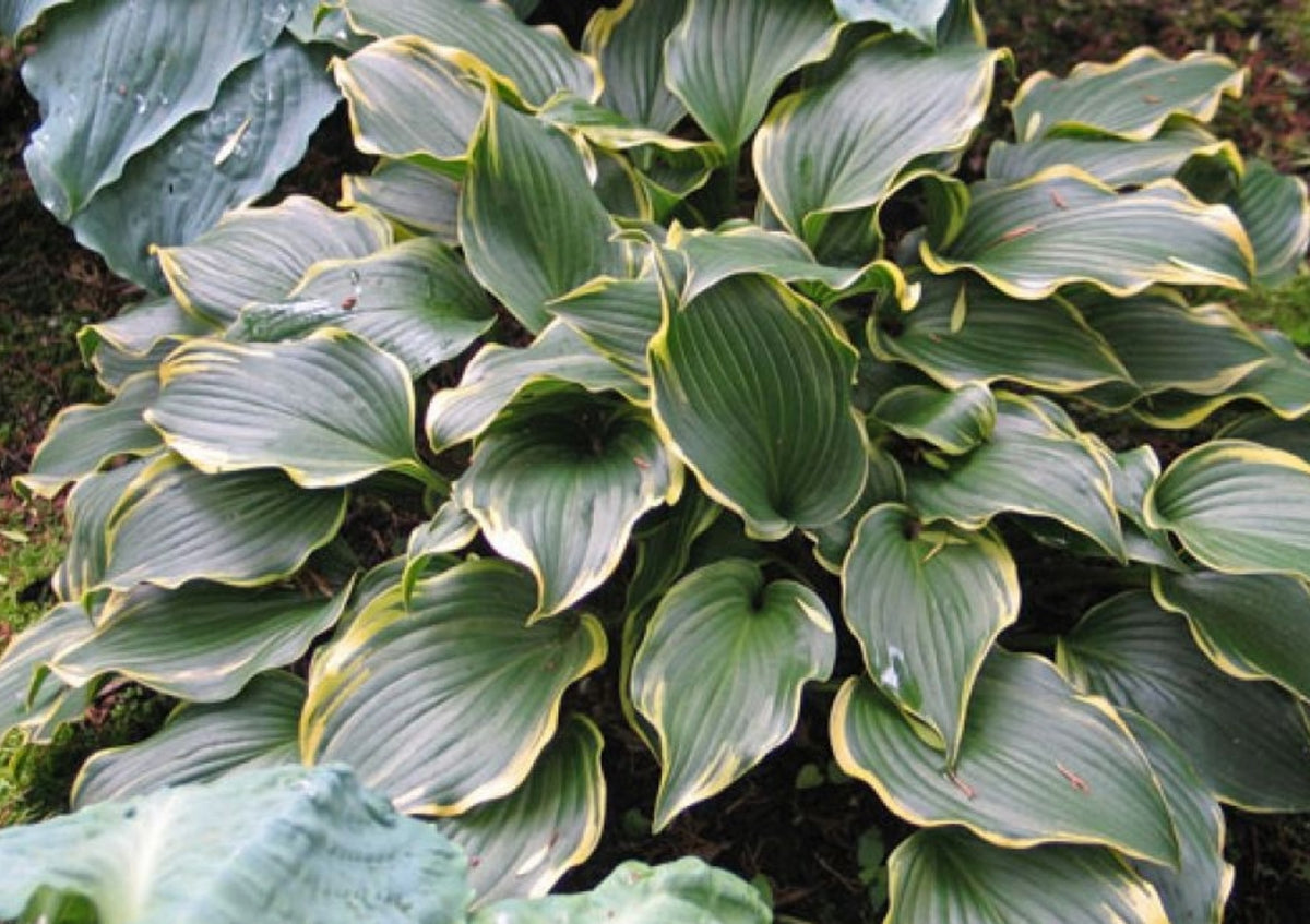 Making Waves Hosta