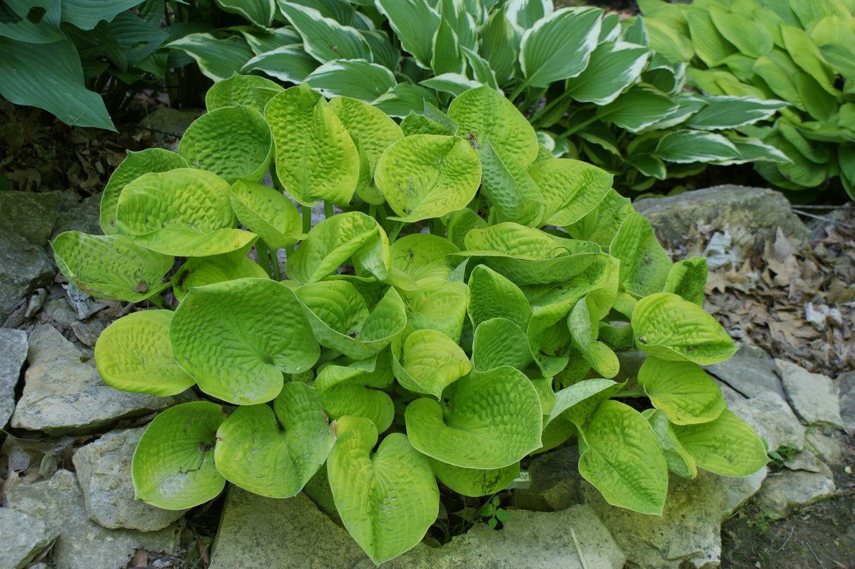 Maui Buttercups Hosta