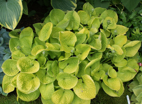 Maui Buttercups Hosta