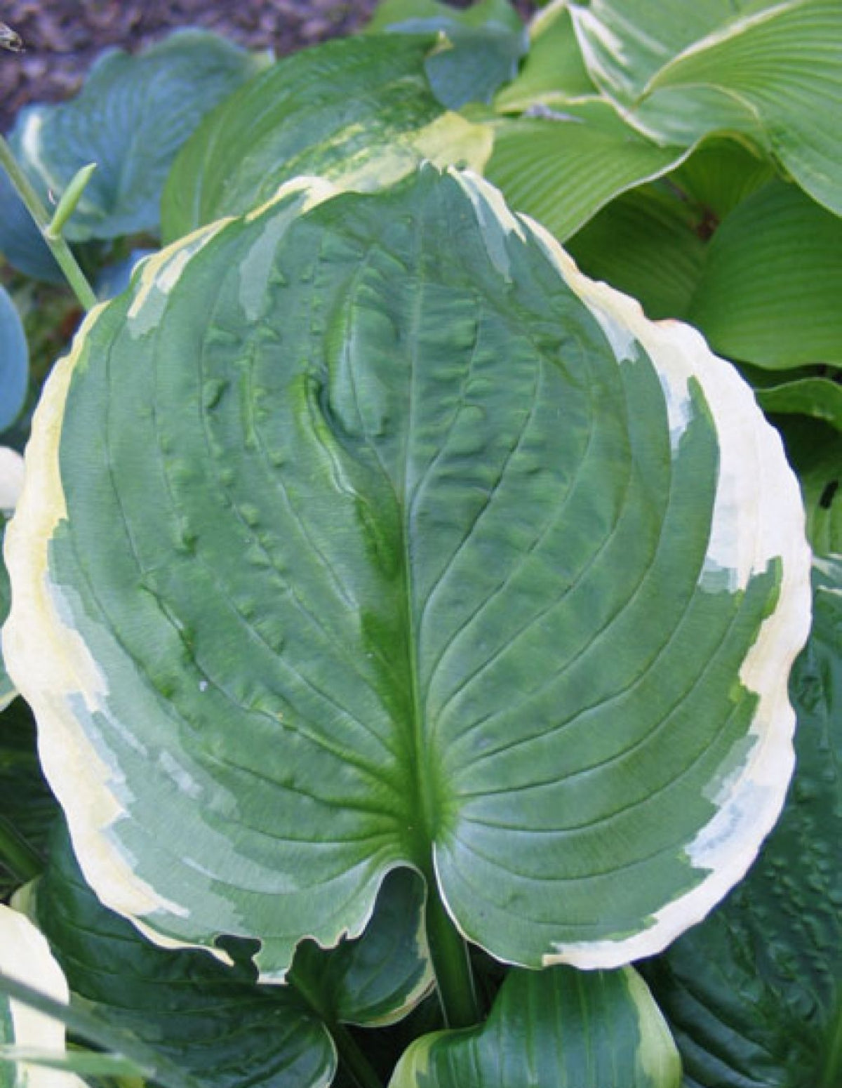 Memorable Moments Hosta