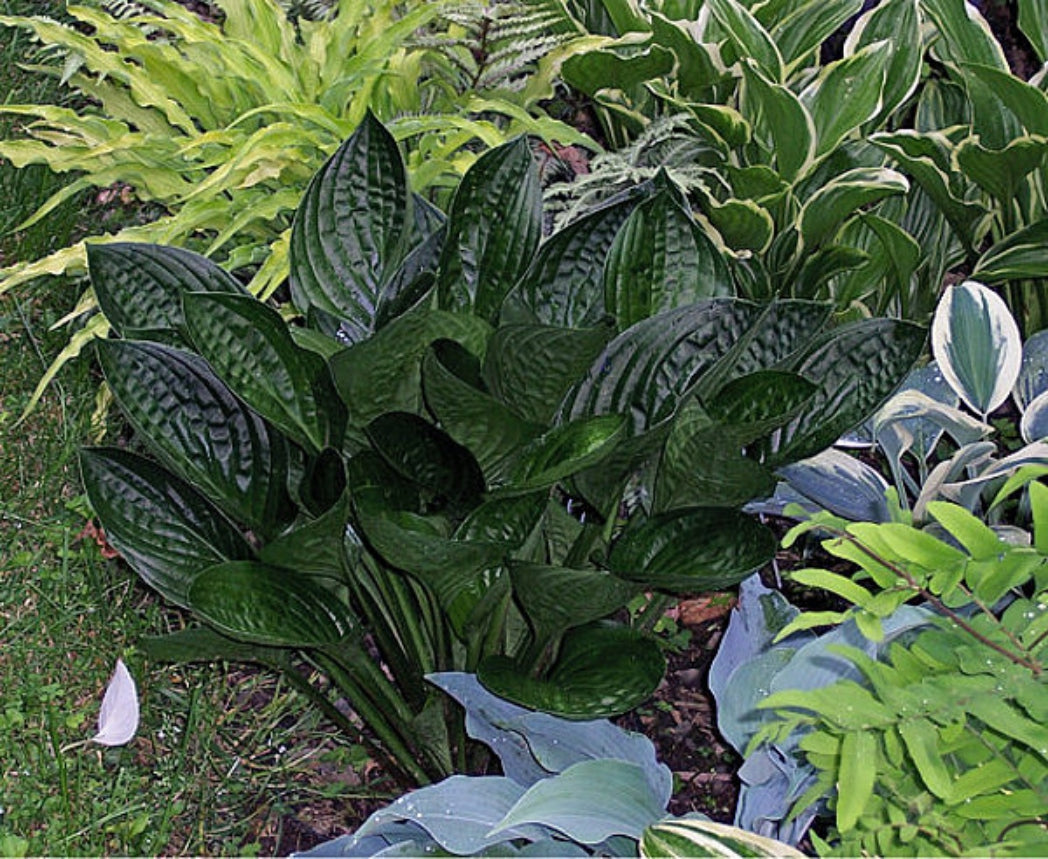 Midnight Oil Hosta