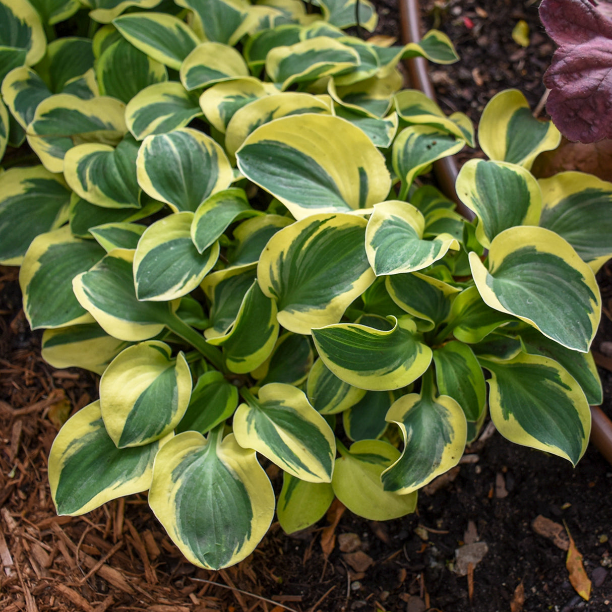 Mighty Mouse Hosta