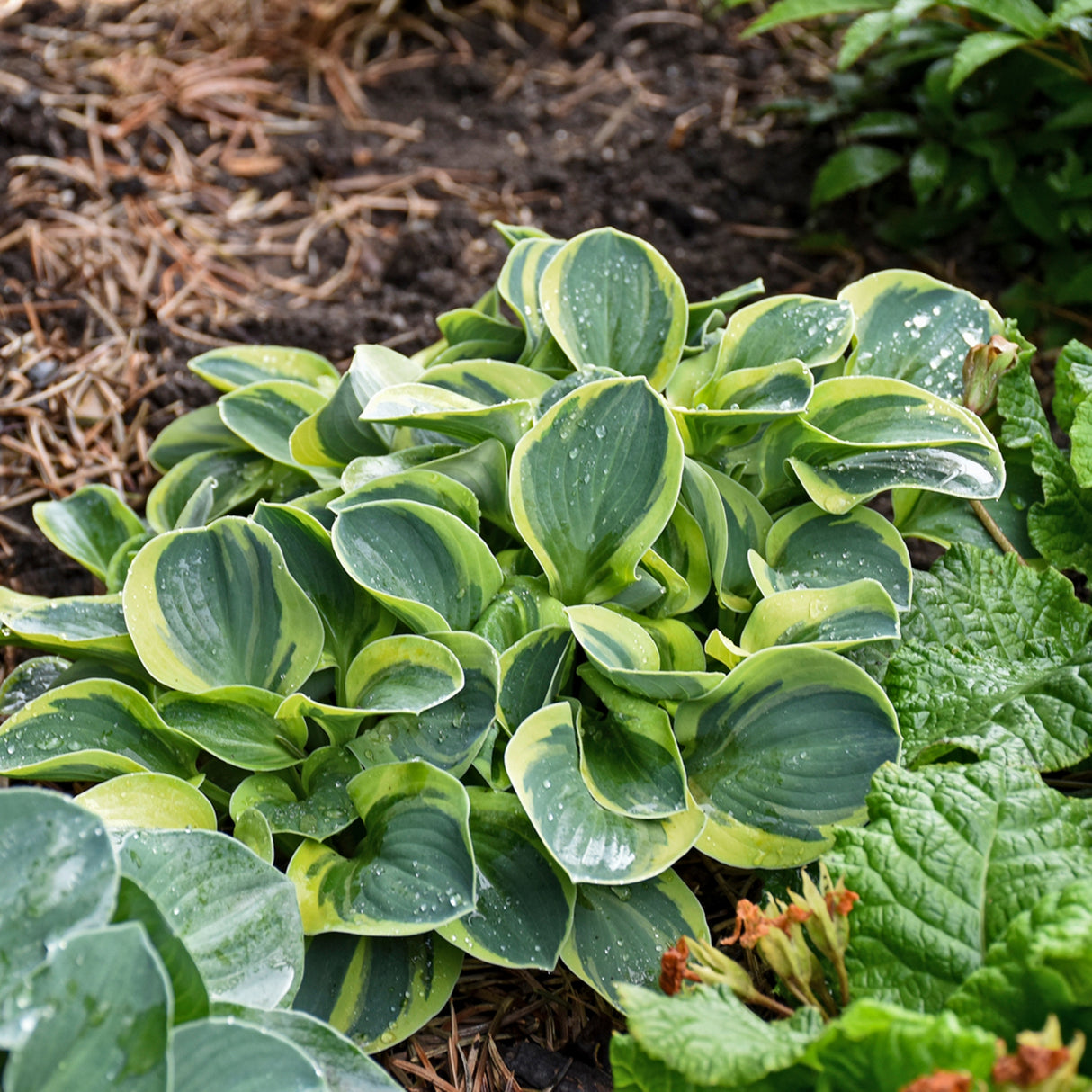 Mighty Mouse Hosta
