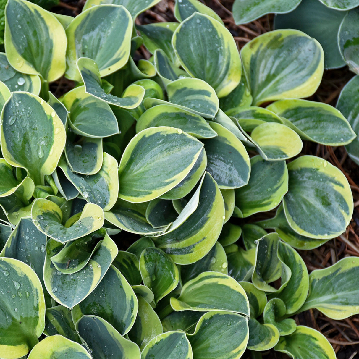 Mighty Mouse Hosta