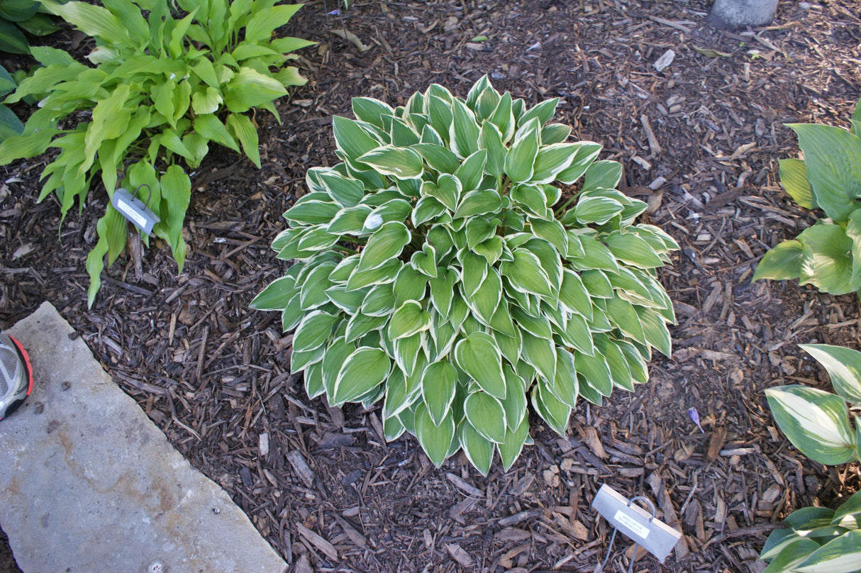 Mini Ha Ha Hosta