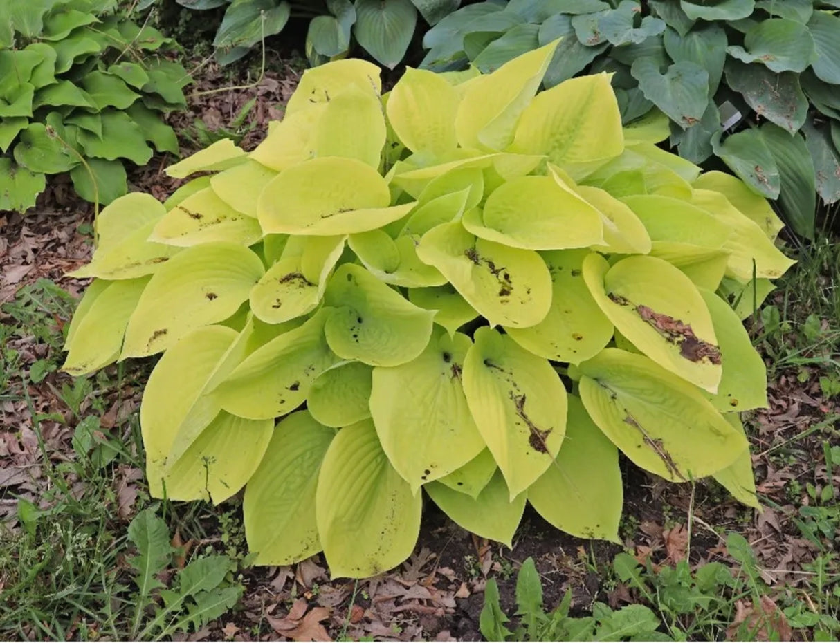 Minnesota Moon Hosta