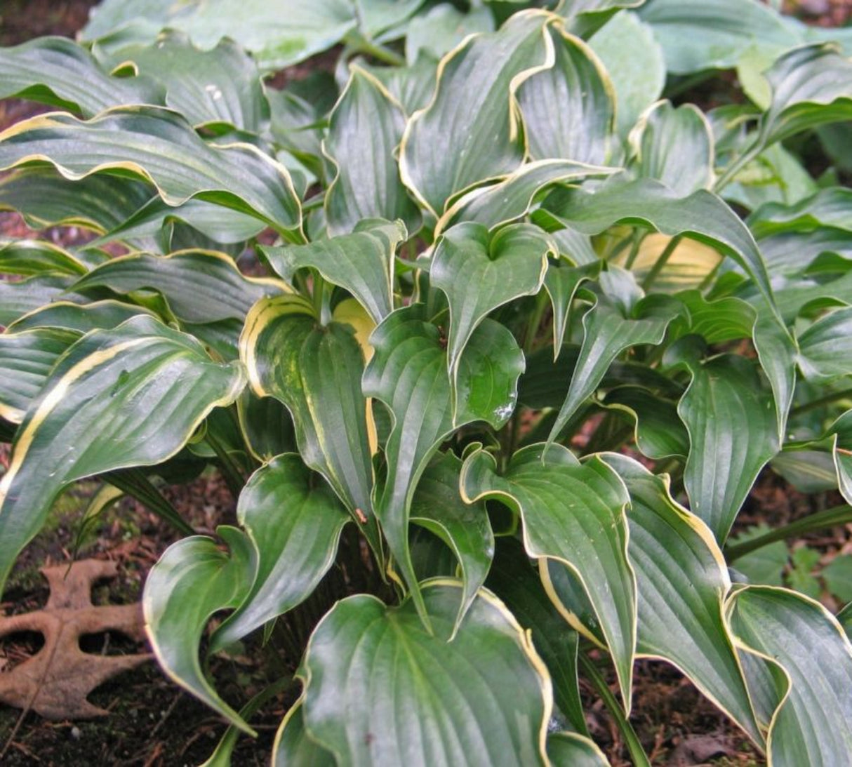 Minstrel Magic Hosta
