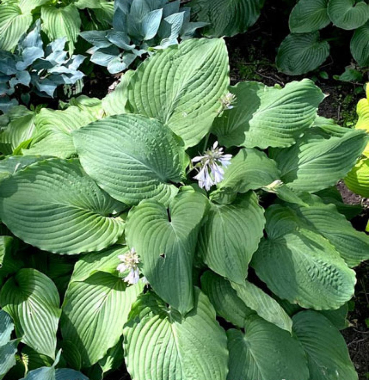 Mint Rushmore Hosta