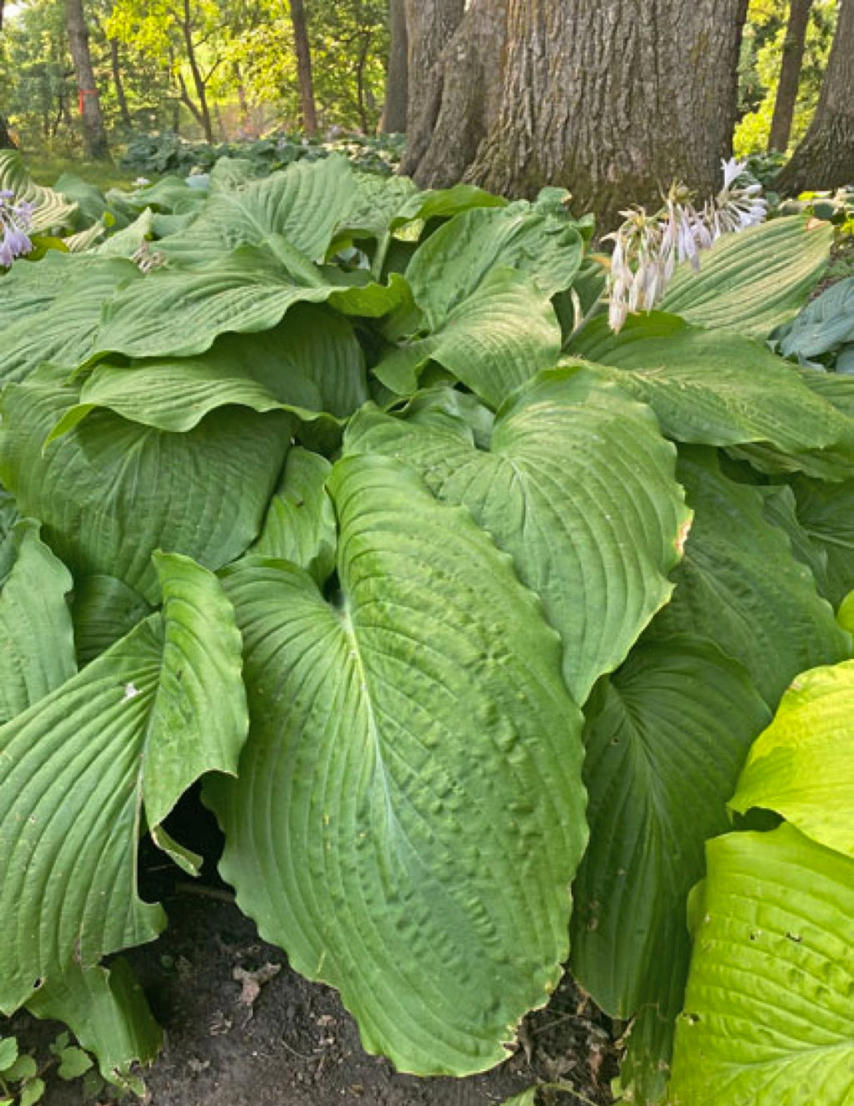 Mint Rushmore Hosta
