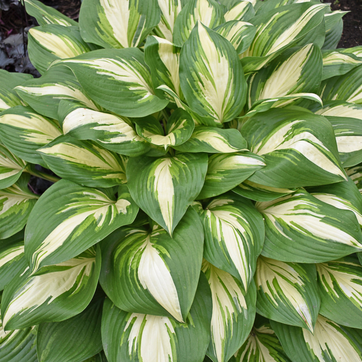 Miss America Hosta PP32068