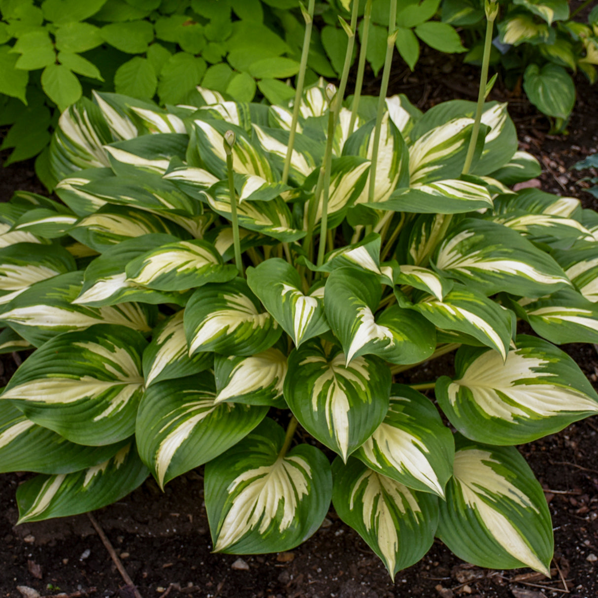 Miss America Hosta PP32068 (NEW For 2021!)