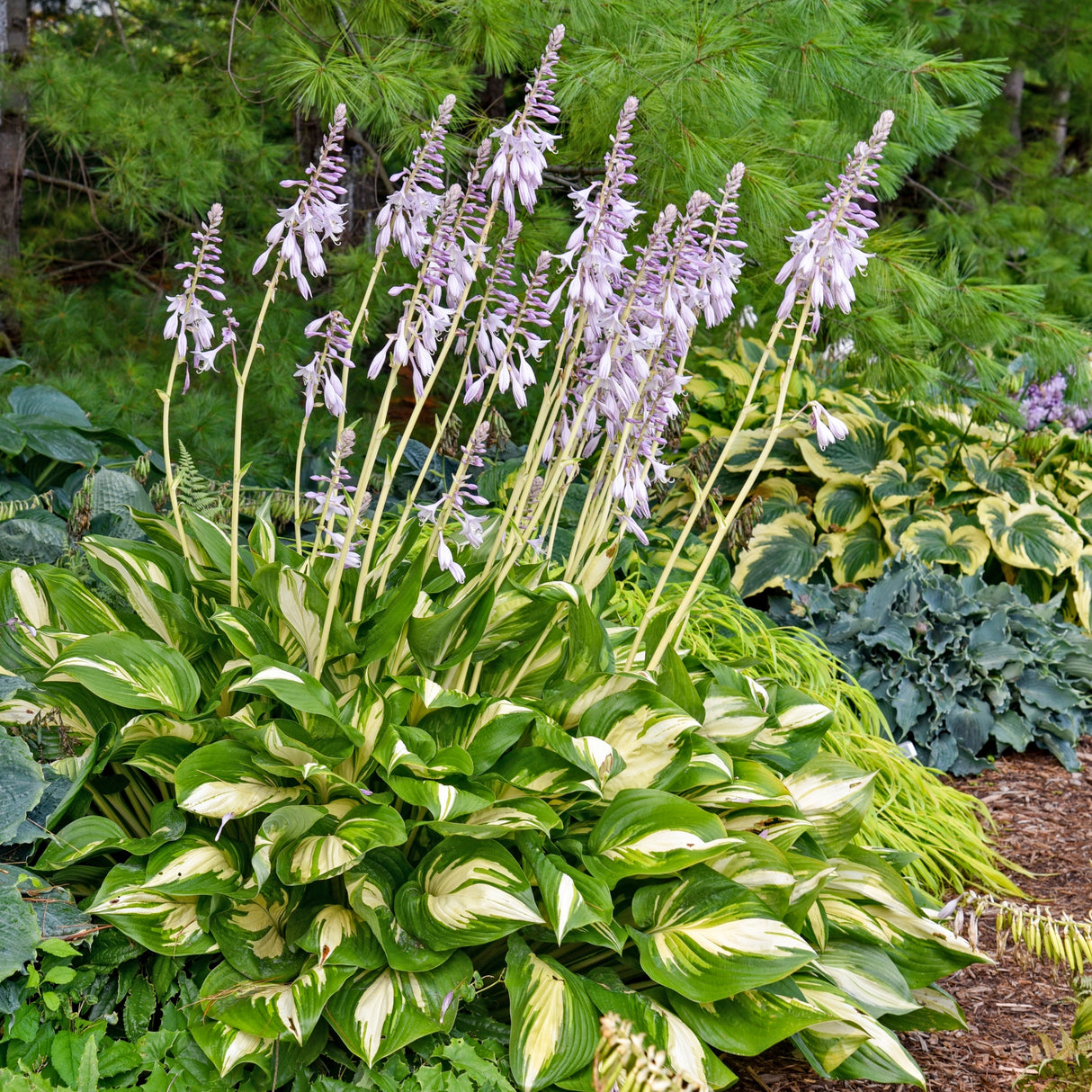 Miss America Hosta PP32068 (NEW For 2021!)