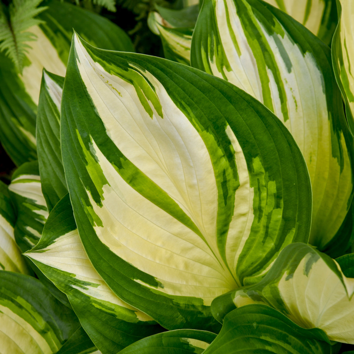 Miss America Hosta PP32068 (NEW For 2021!)