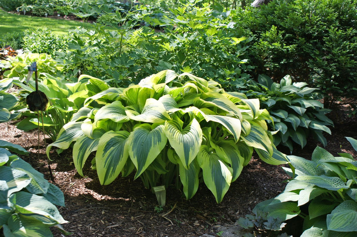 montana 'Aureomarginata' Hosta