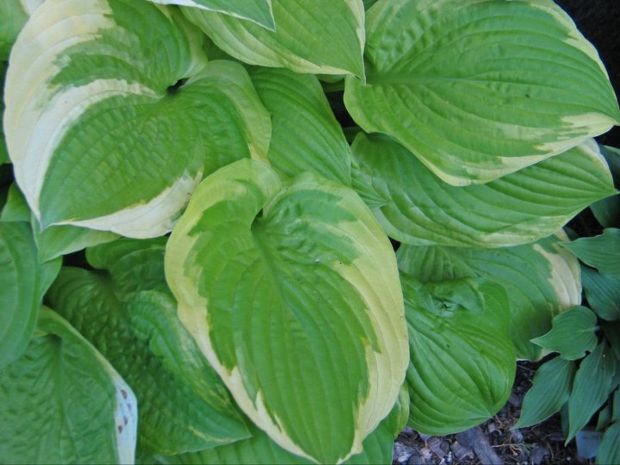 Moon Dance Hosta