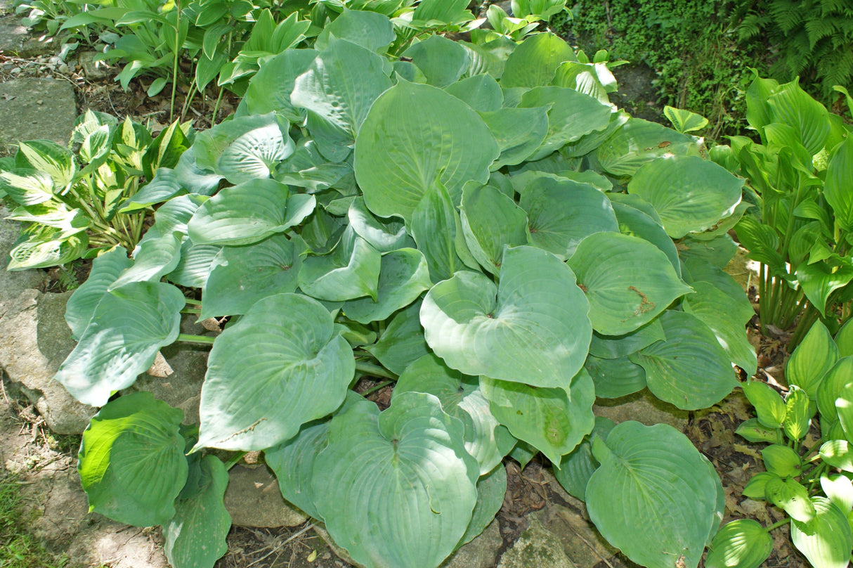 Moonlight Sonata Hosta
