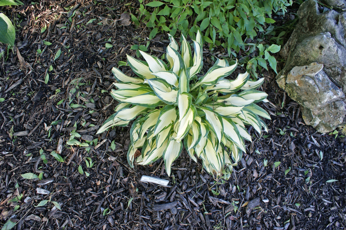 Moonstruck Hosta