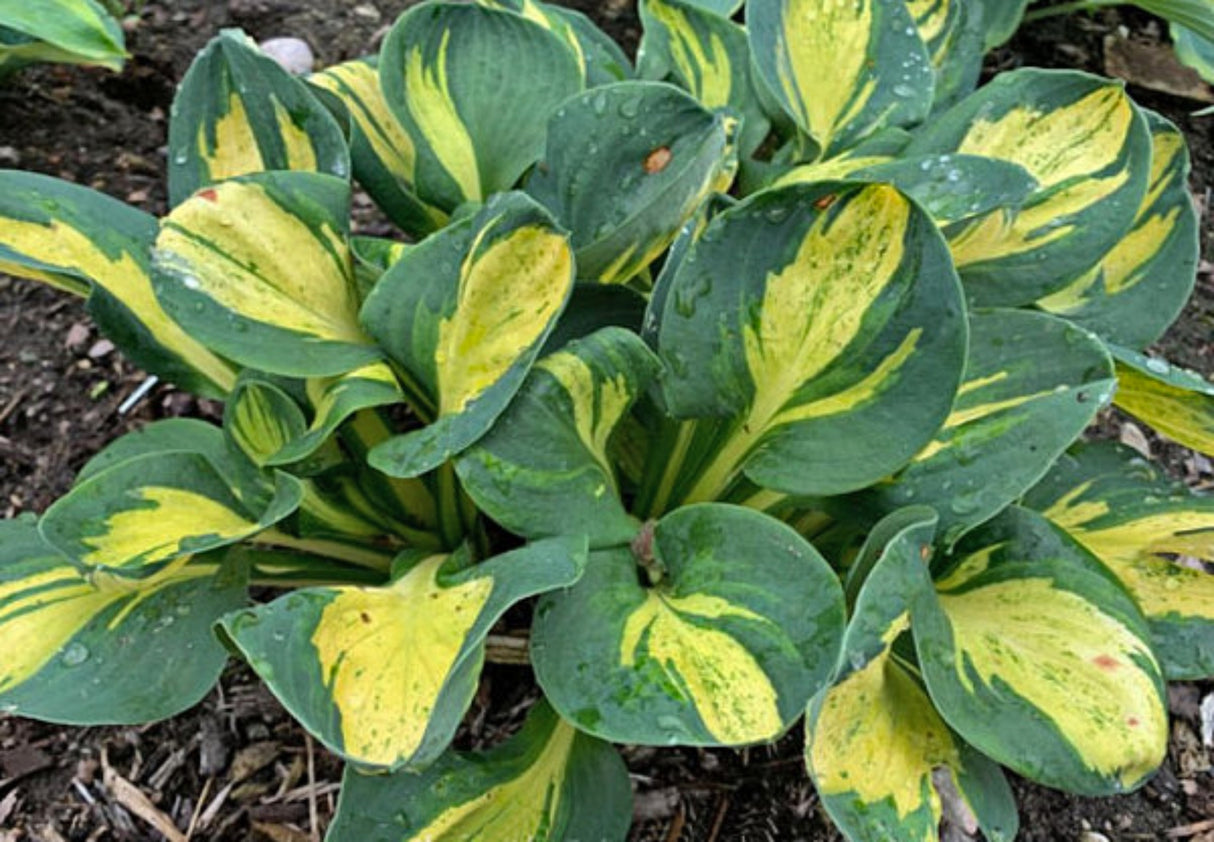 Mouseketeer PP35221 Hosta